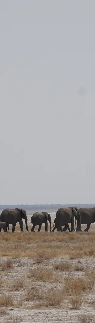 Ein weiteres unvergessliches Spektakel